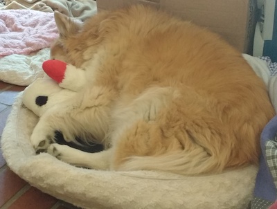 Lamb Chop = pillow.