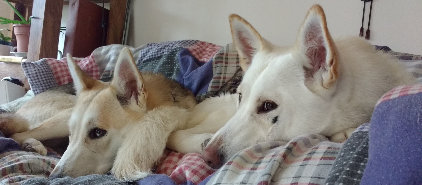 Masha (left) and Maya, chillin' on the couch.